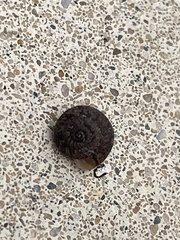 Xerotricha conspurcata