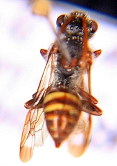 Nomada maculata
