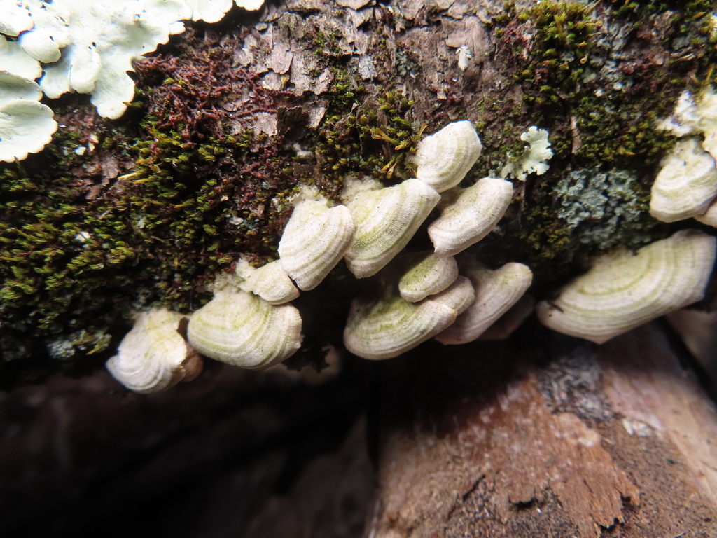 Trichaptum biforme · January 2023 · photo: © timur_kalininsky (iNaturalist, cc-by)
