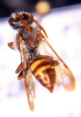 Nomada maculata