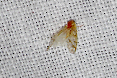 Saccharodite chrysonoe