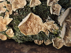 Trichaptum biforme