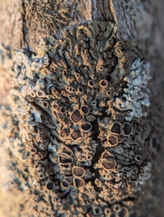 Phaeophyscia ciliata