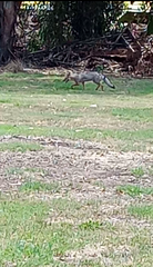 Lycalopex gymnocercus