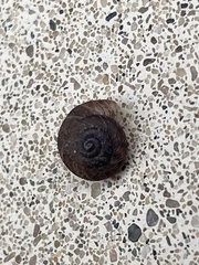 Xerotricha conspurcata