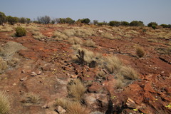 Myrothamnus flabellifolius