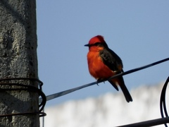 Pyrocephalus rubinus