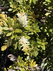 Orites lancifolius