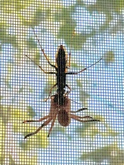 Cryptocheilus bicolor