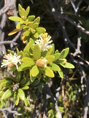 Orites lancifolius