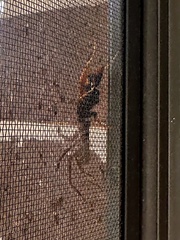 Cryptocheilus bicolor