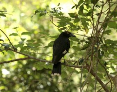 Strepera graculina graculina