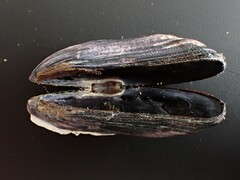 Brachidontes rostratus