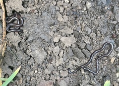 Indotyphlops braminus