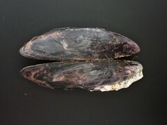 Brachidontes rostratus
