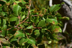 Nothofagus obliqua