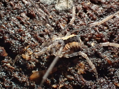 Protolophus