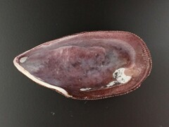 Brachidontes rostratus