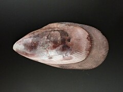Brachidontes rostratus