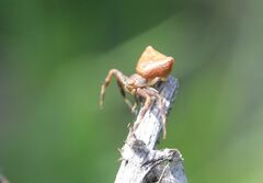 Pistius