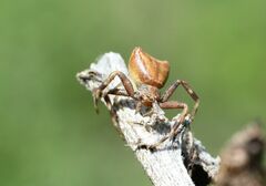 Pistius