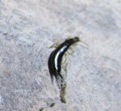 Euborellia annulipes