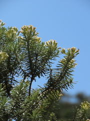 Linochilus rosmarinifolius