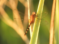 Erythemis attala