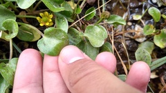 Halerpestes uniflora