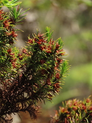 Hypericum juniperinum