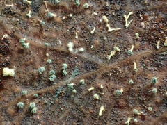 Mycosylva setosa