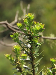 Ilex kunthiana