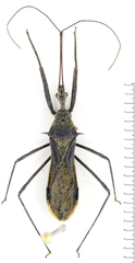 Harpactorinae