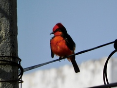 Pyrocephalus rubinus