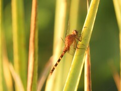 Erythemis attala