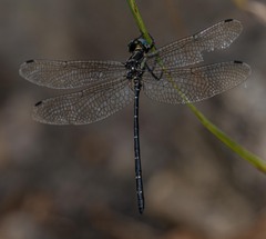 Eusynthemis nigra