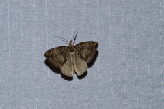 Hydriomena