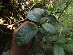 Citharexylum sulcatum