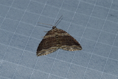 Anticlea multiferata