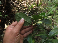 Citharexylum sulcatum