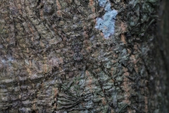 Pandercetes