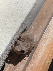 Eleutherodactylus coqui