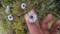 Hypochaeris incana