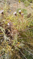 Hypochaeris incana