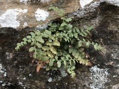 Asplenium bradleyi