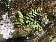 Asplenium bradleyi
