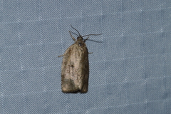 Choristoneura conflictana