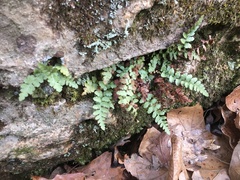 Asplenium bradleyi