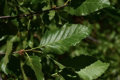 Nothofagus obliqua