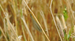 Brachynemurus